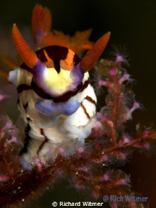 Nembrotha Aurea in Komodo.  G9/Ikelite DS160s/Stacked Ino... by Richard Witmer 